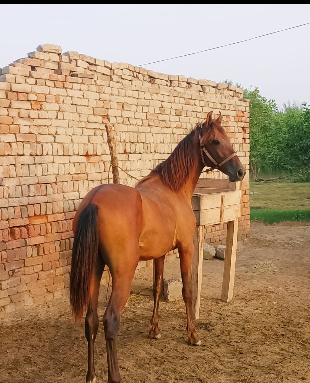 Horse for Sale in Pakistan
