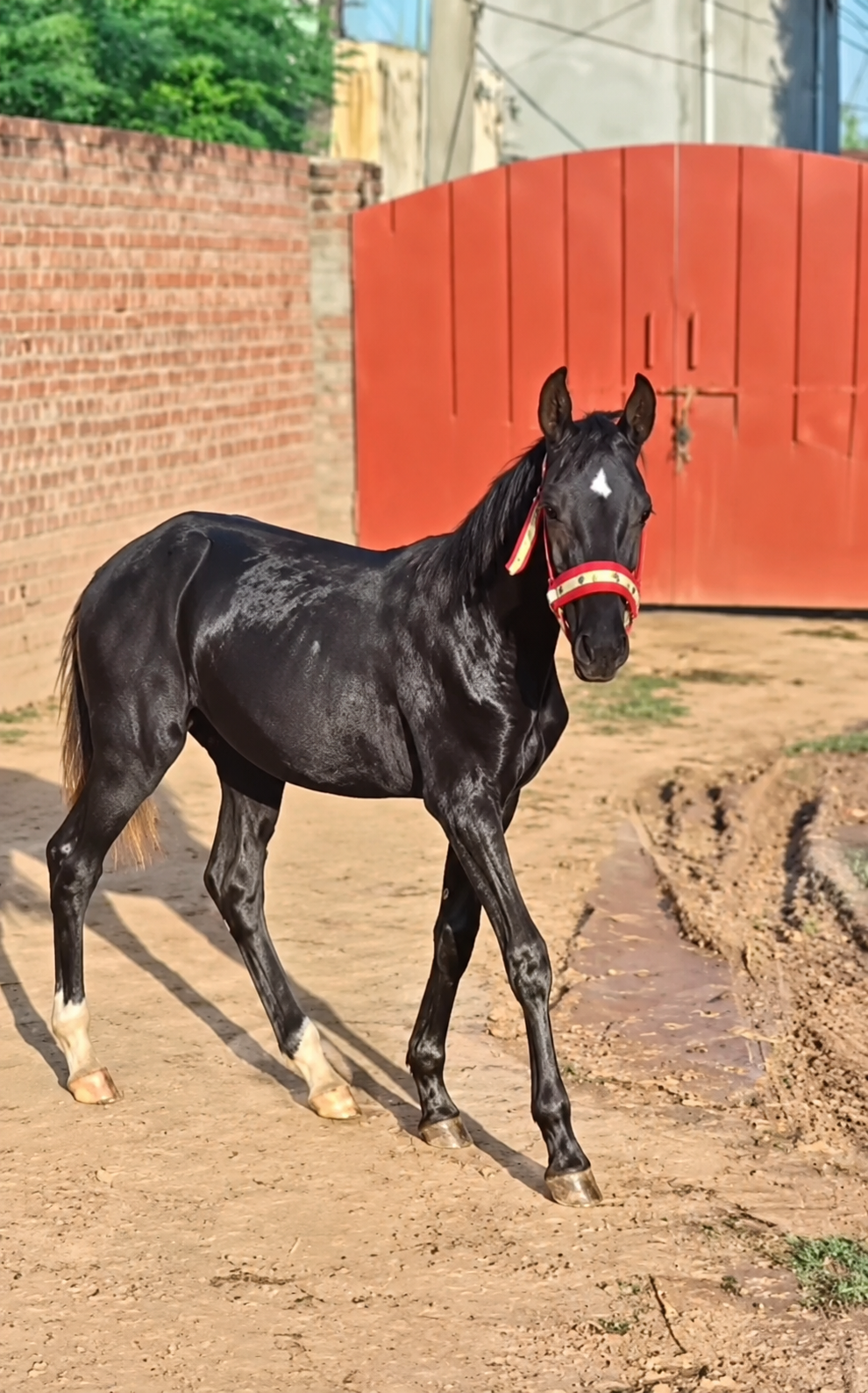 Horse for Sale in Pakistan