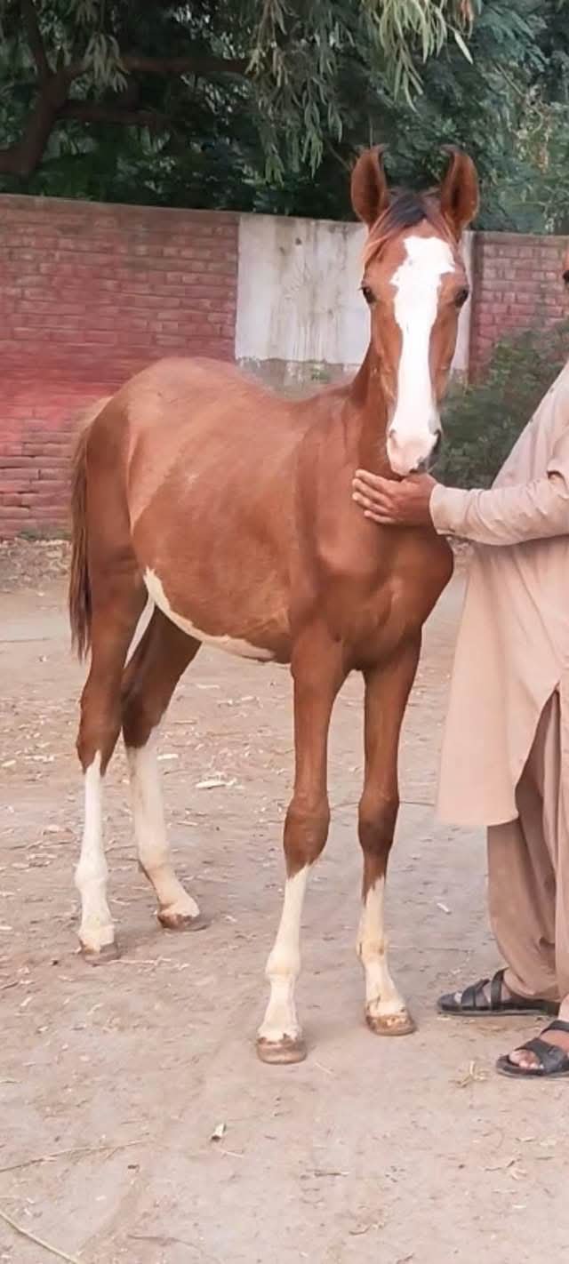 Horse for Sale in Pakistan