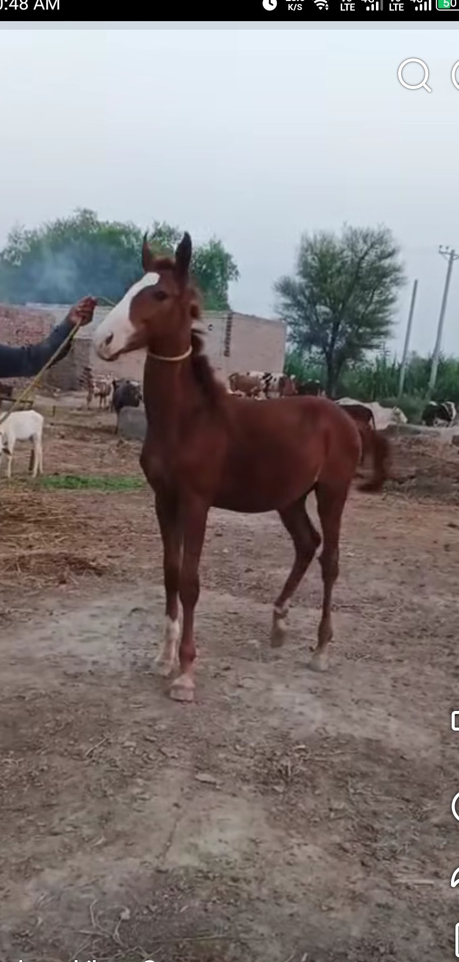 Horse for Sale in Pakistan