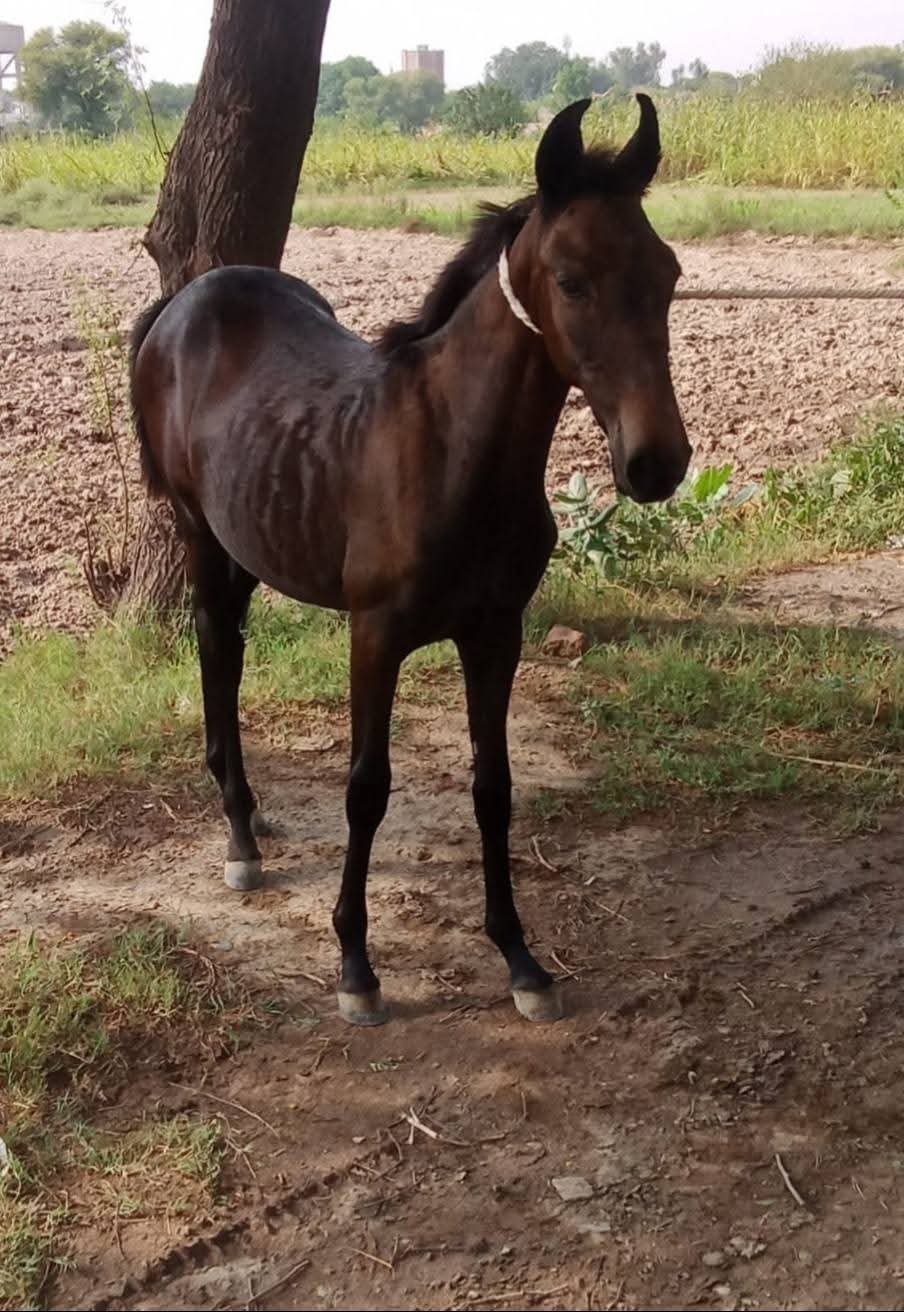 Horse for Sale in Pakistan