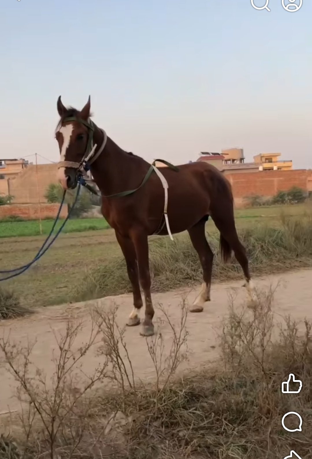 Horse for Sale in Pakistan