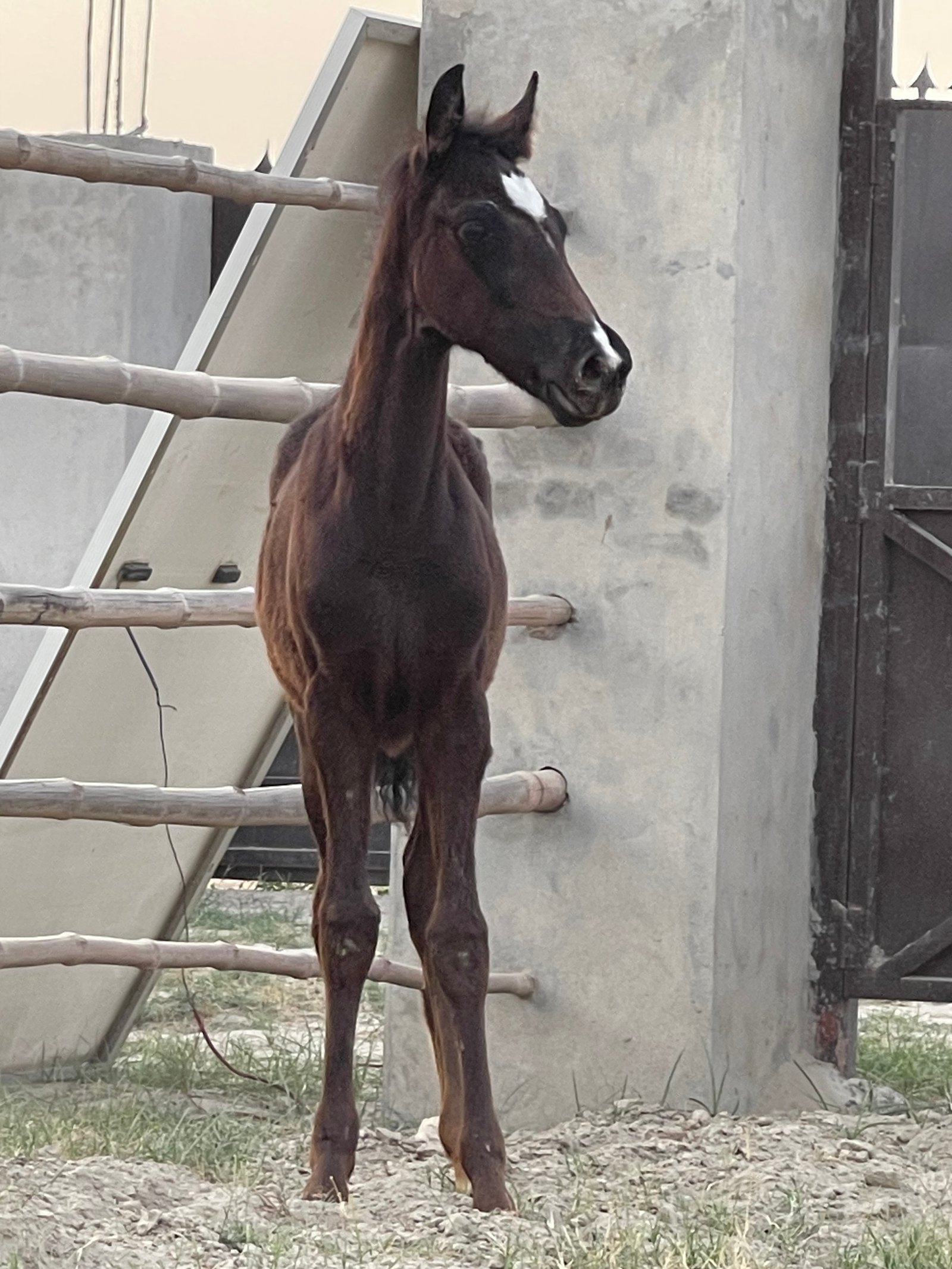 Beautiful Filly For Sale