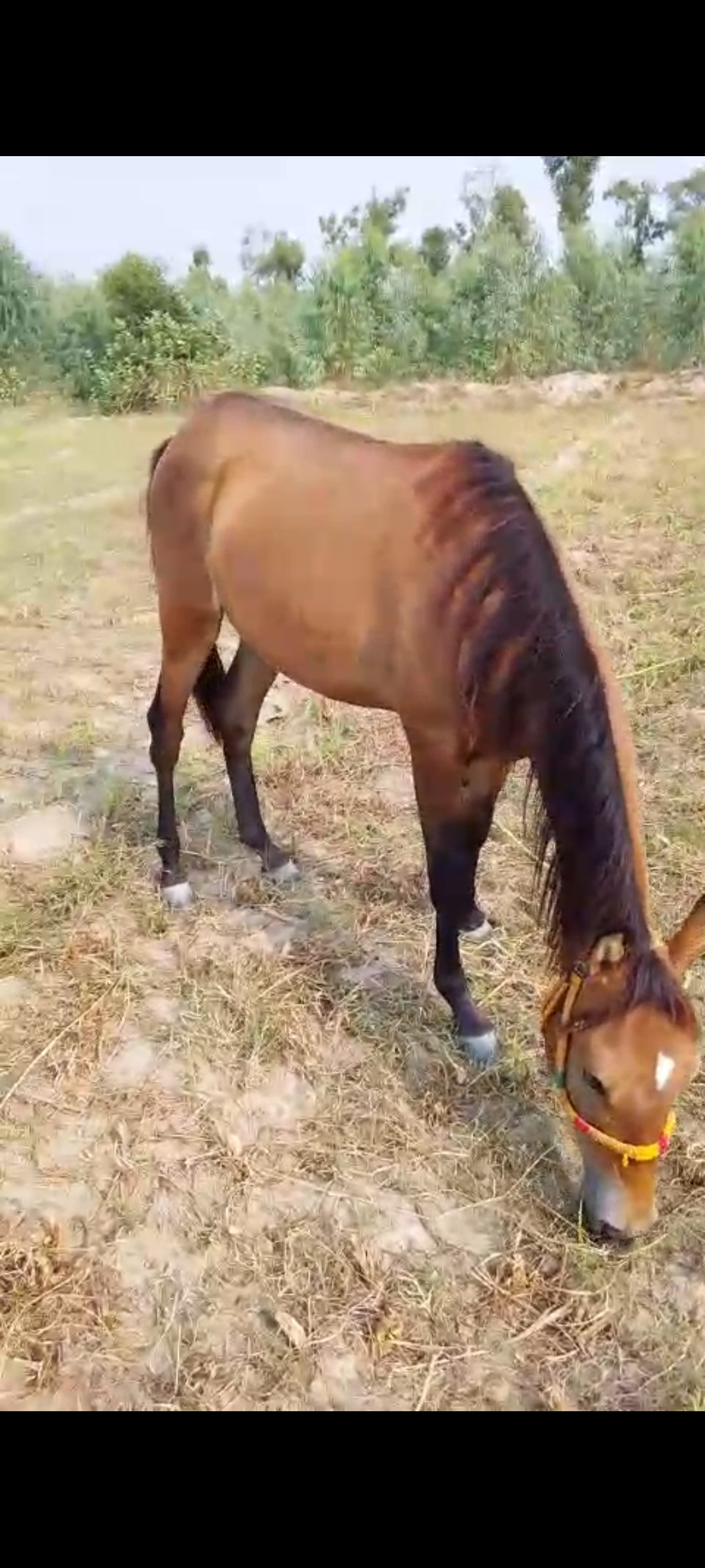Horse for Sale in Pakistan