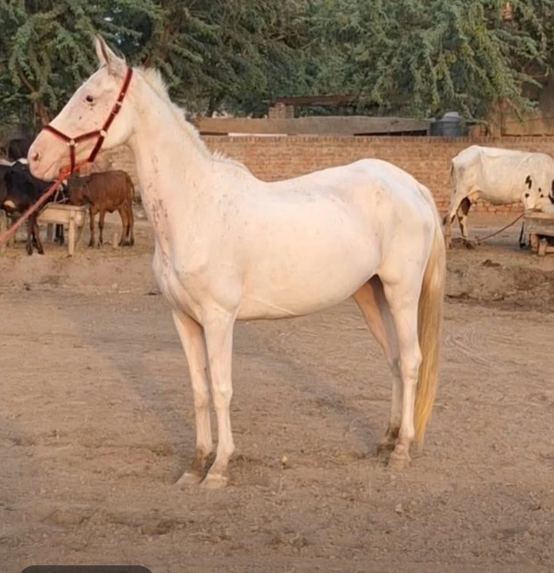 Nukri Mare for Sale in Pakistan