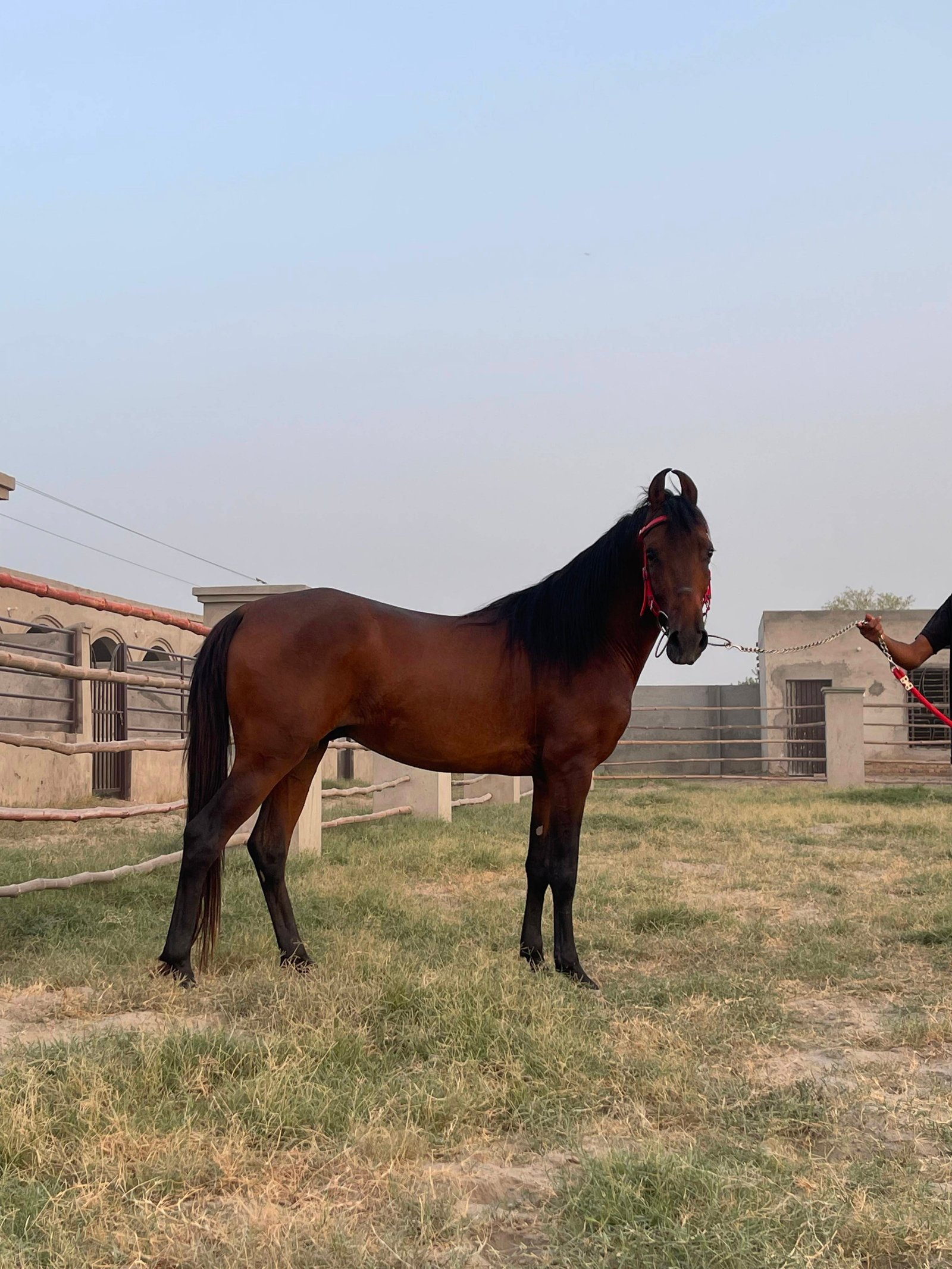 Beautiful horse for sale
