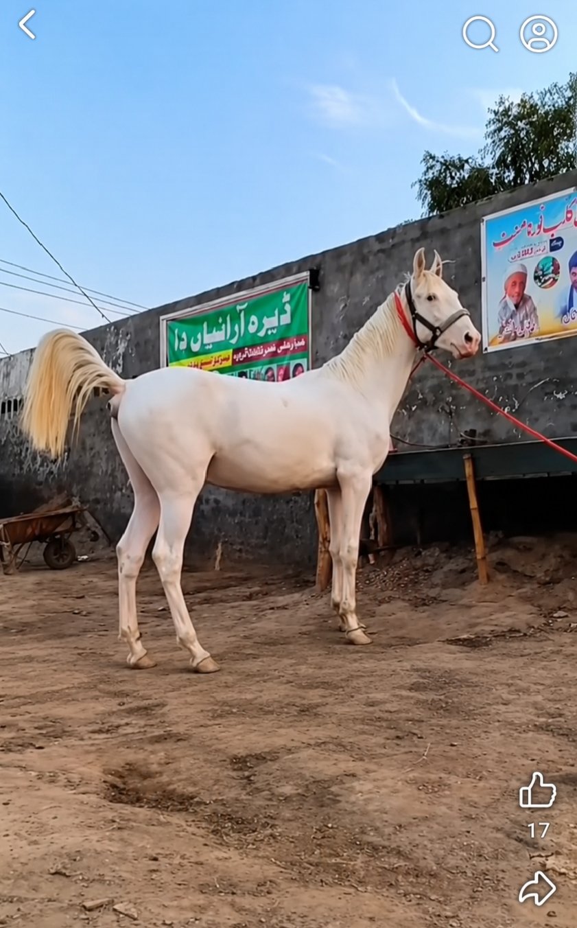 Horse for Sale in Pakistan