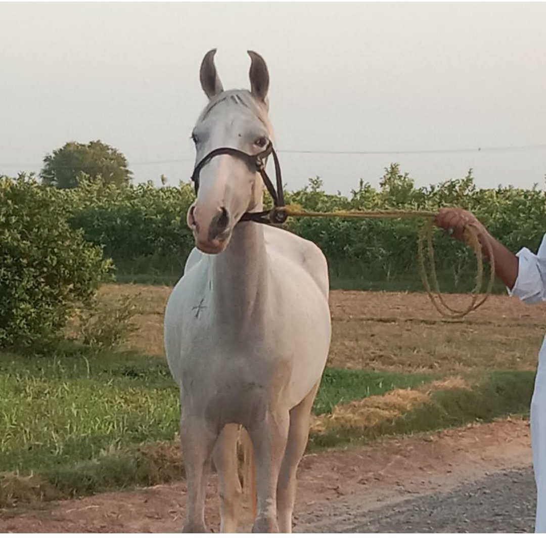 Horse for Sale in Pakistan