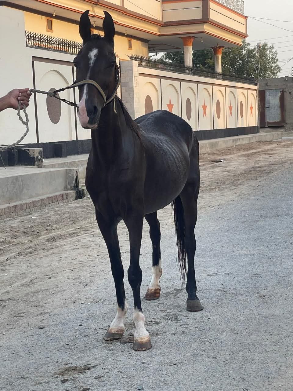 Horse for Sale in Pakistan