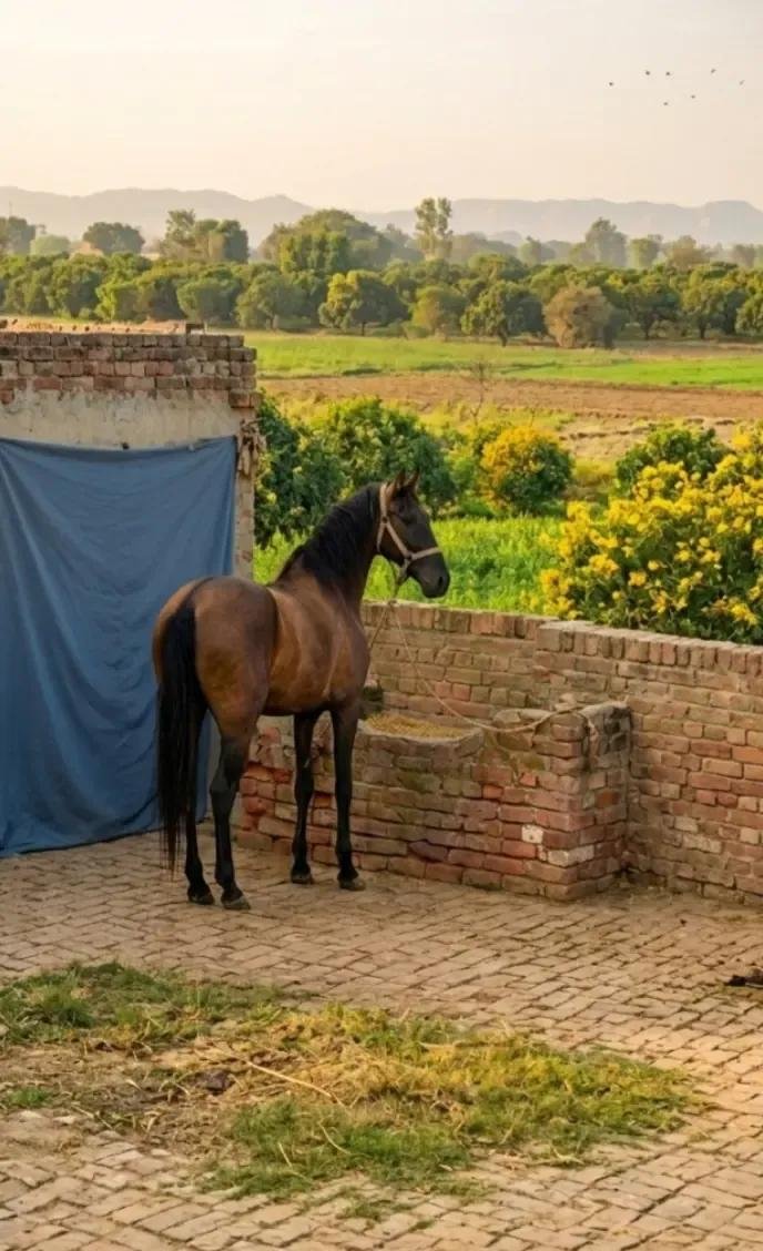 Horse for Sale in Pakistan