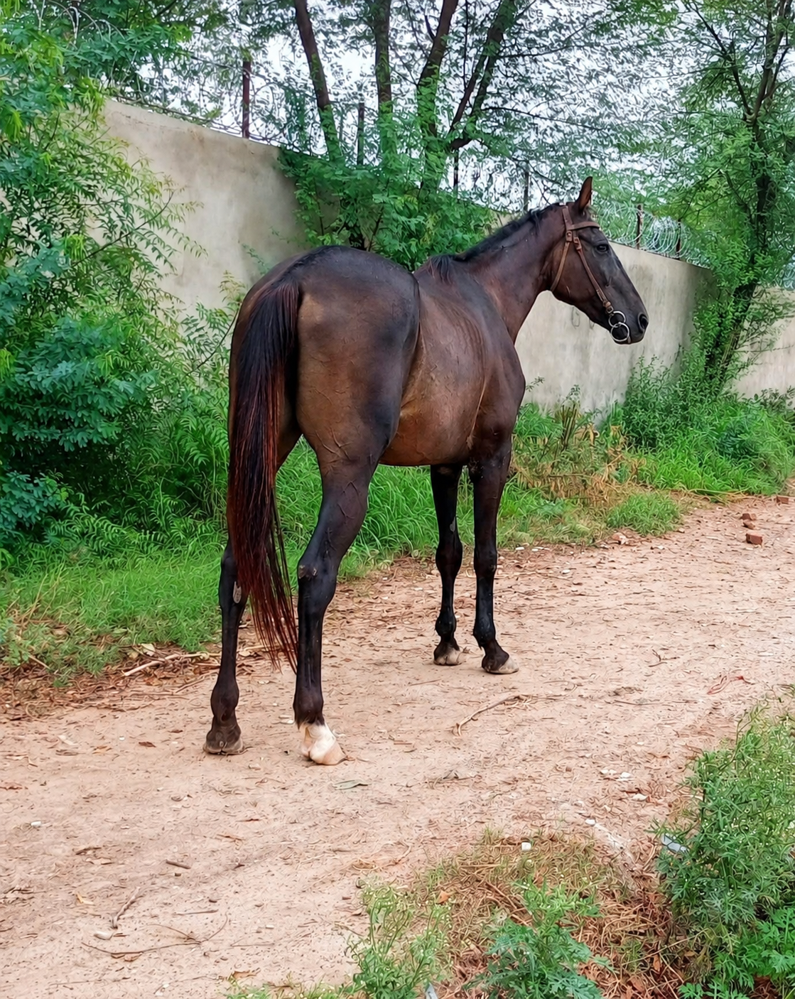 Male Riding Horse for Sale in Pakistan