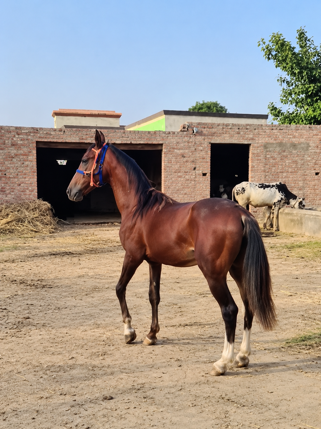 Horse for Sale in Pakistan