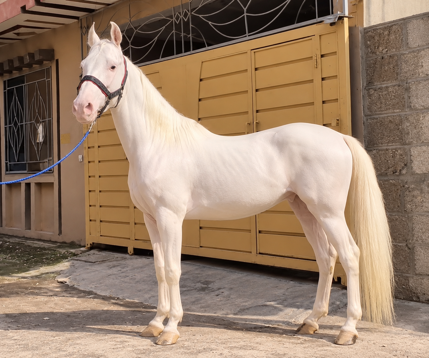 Horse for Sale in Pakistan