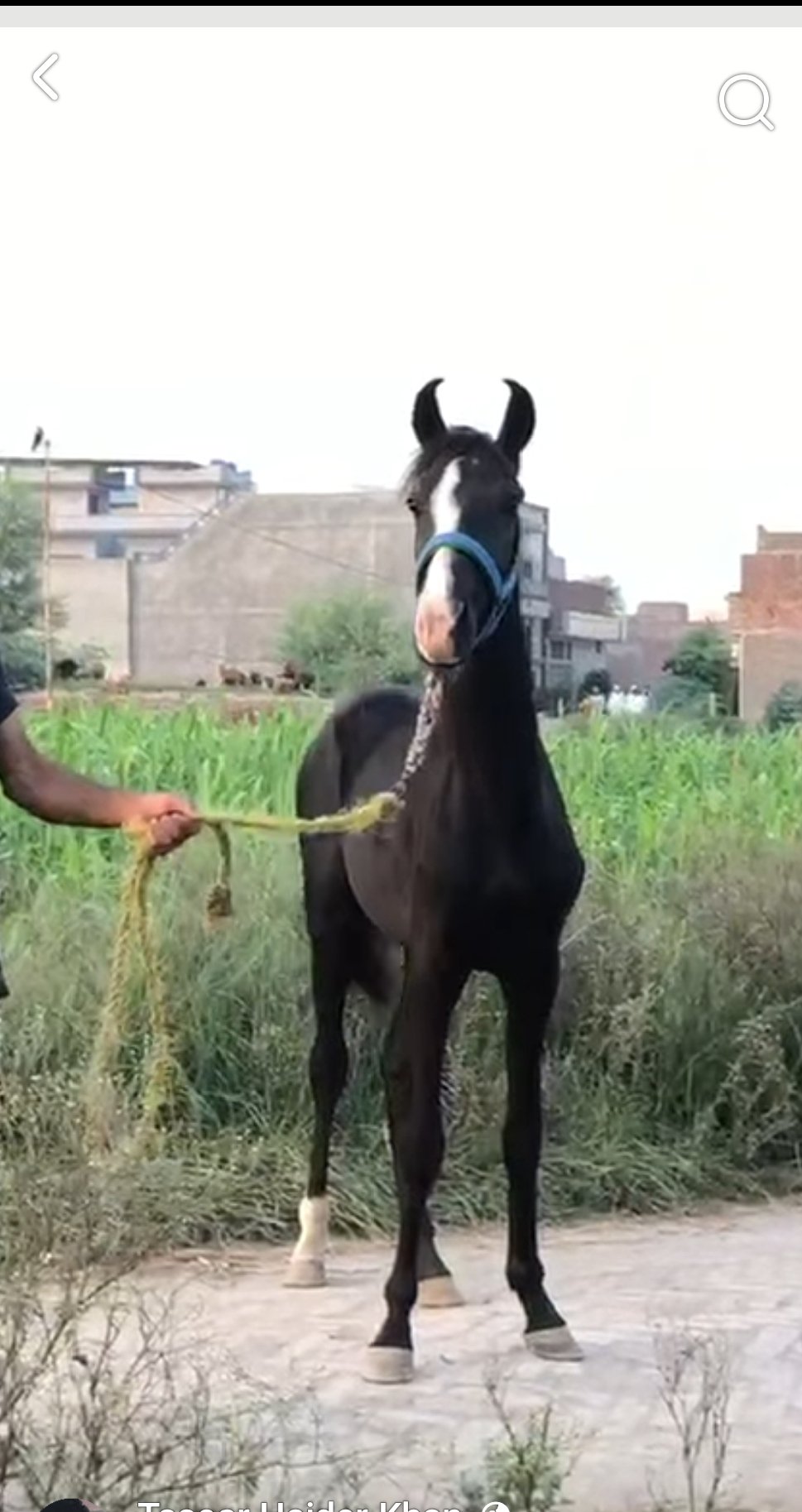 Horse for Sale in Pakistan
