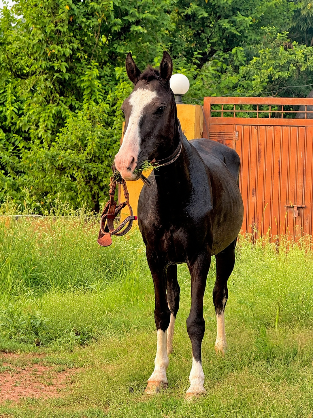 Horse for Sale in Pakistan