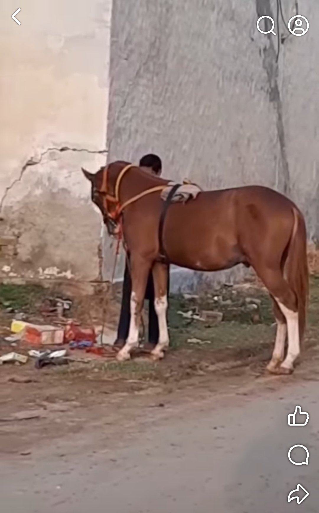 Horse for Sale in Pakistan
