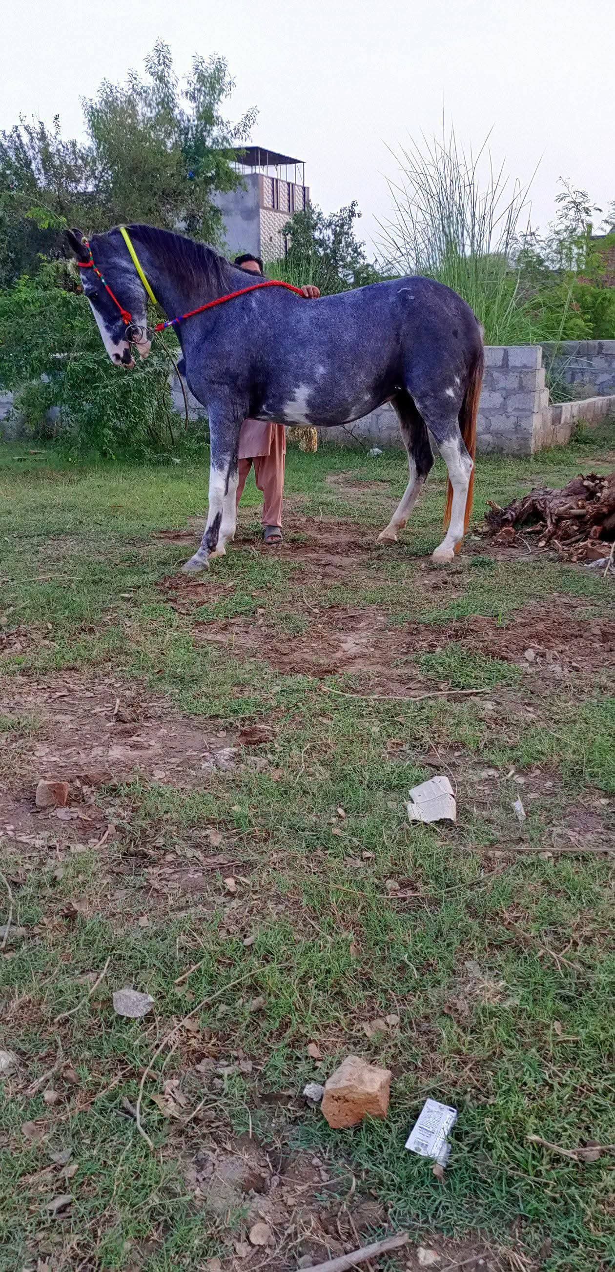 Nukra Mare Horse for Sale in Pakistan