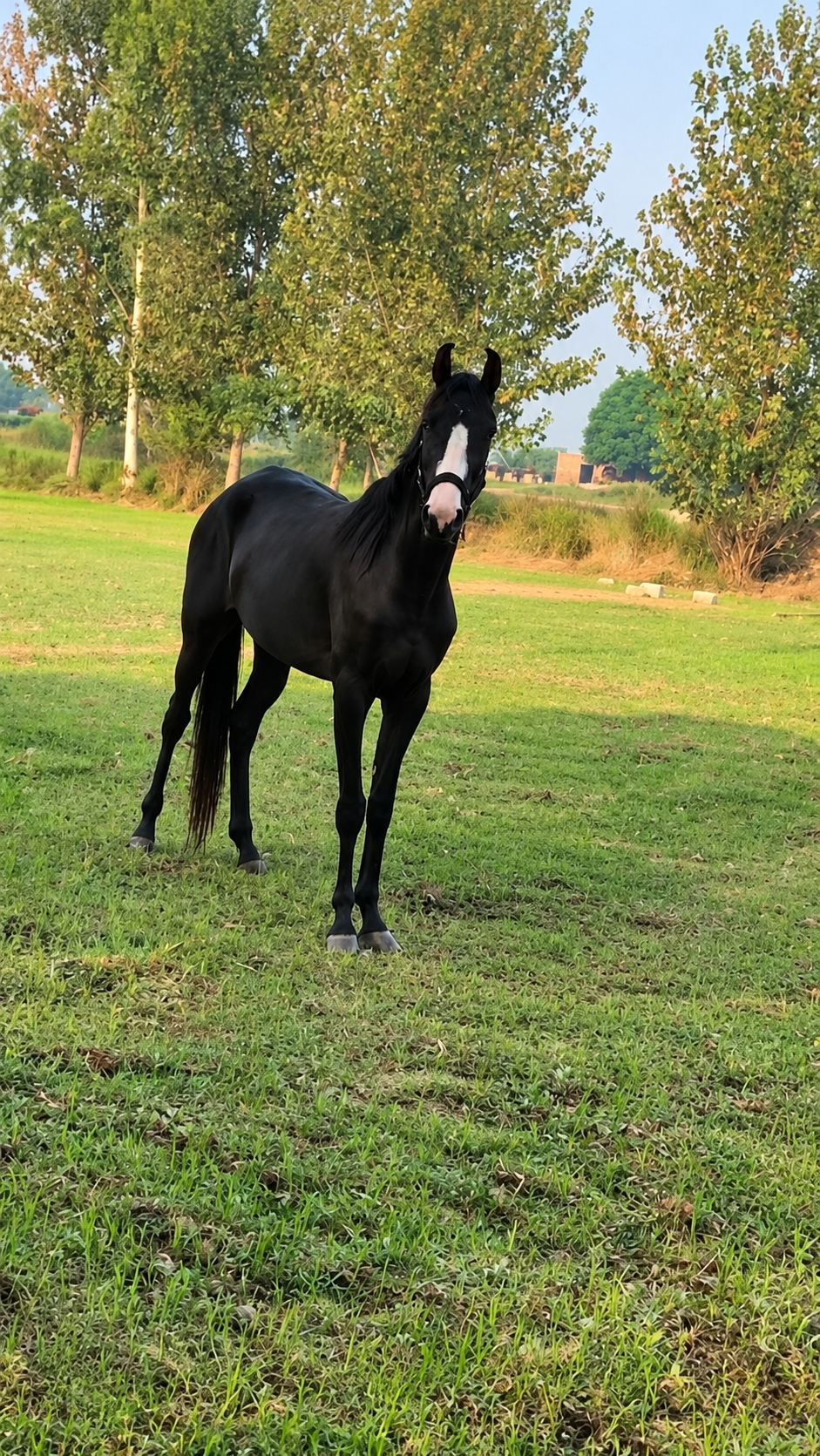 Horse for Sale in Pakistan