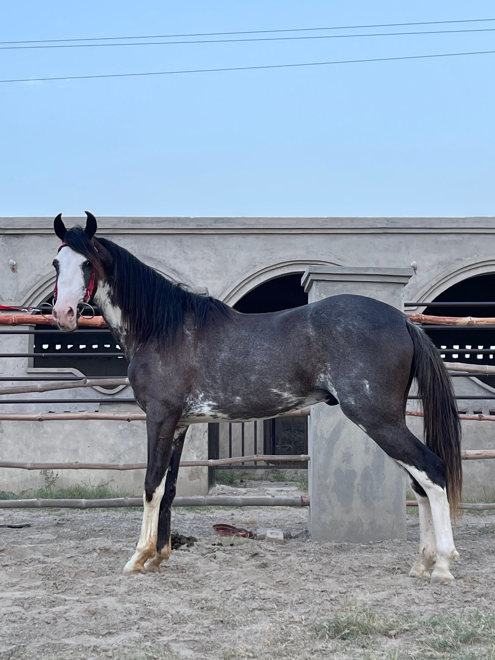 Beautiful Horse (معتصم )