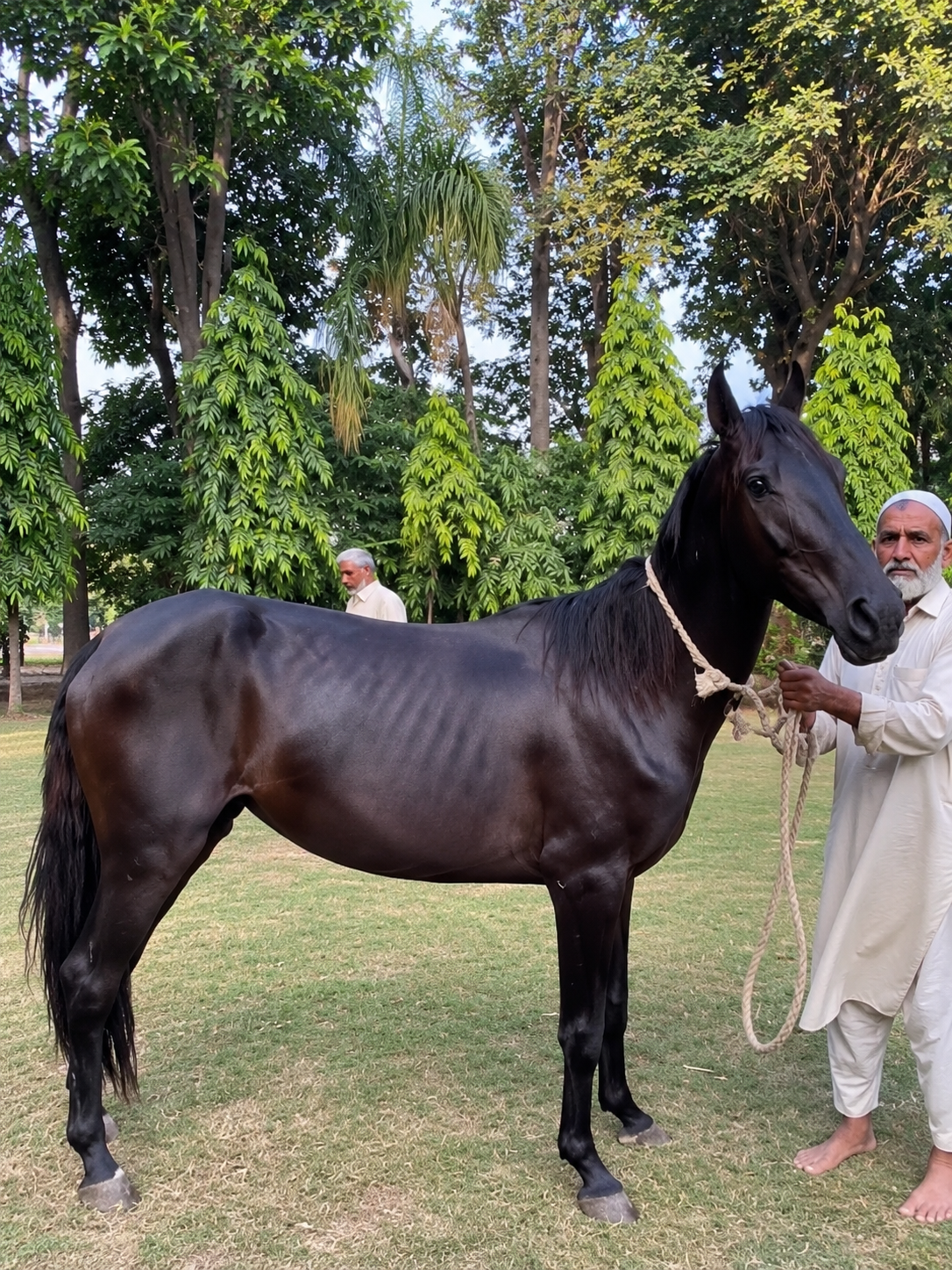 Horse for Sale in Pakistan