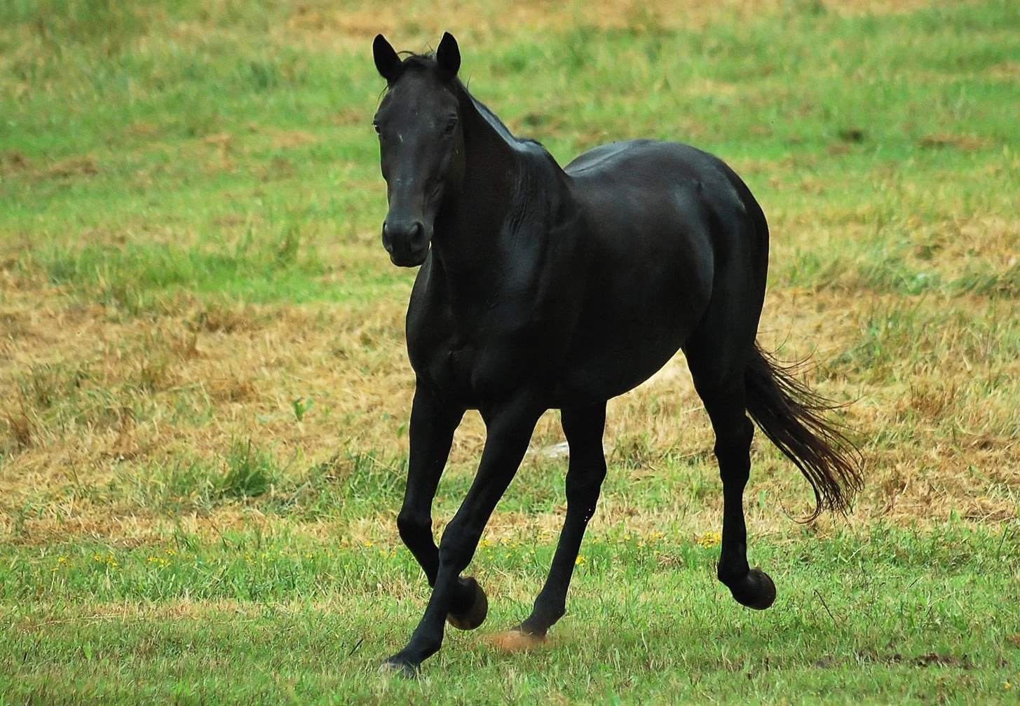 Blackie