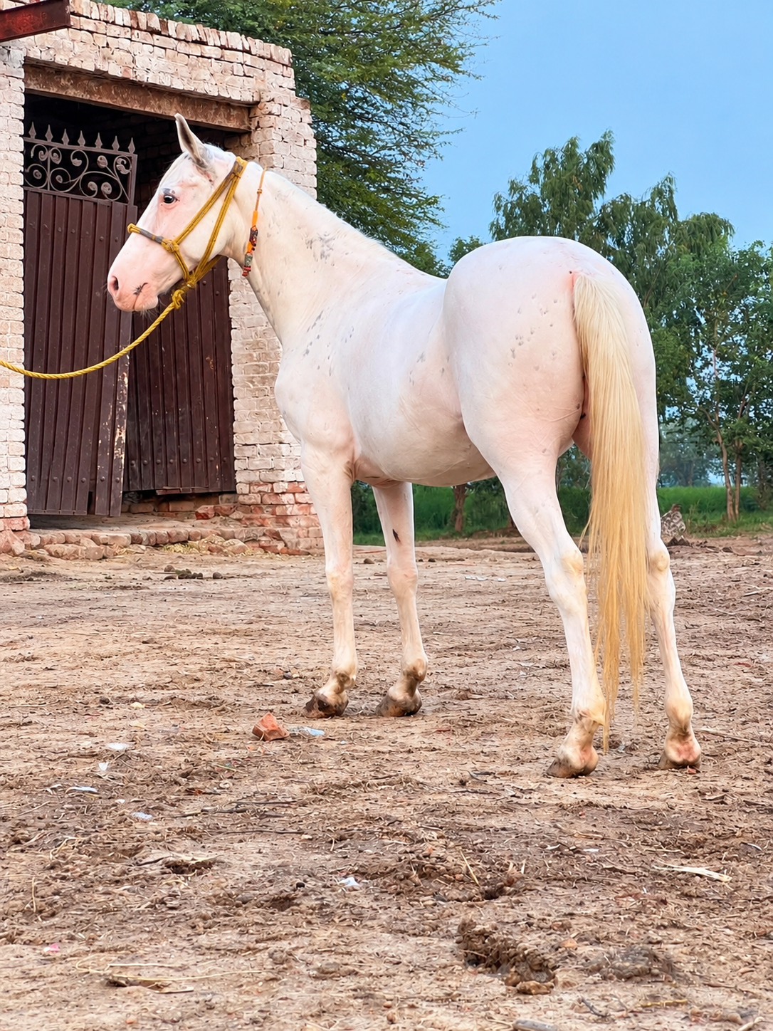 Nukri Mare for Sale