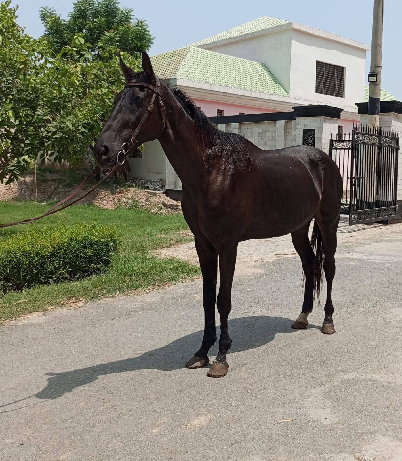 Horse for Sale in Pakistan