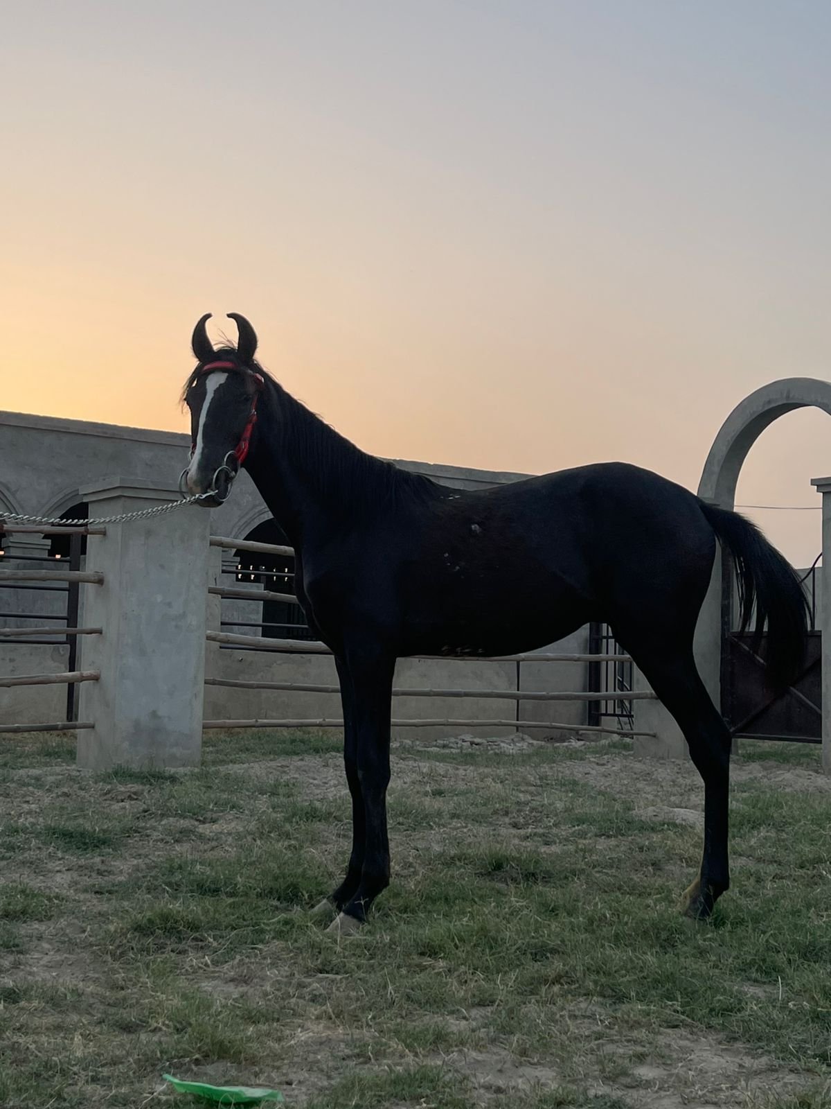Zulfiqar ( Wachera)