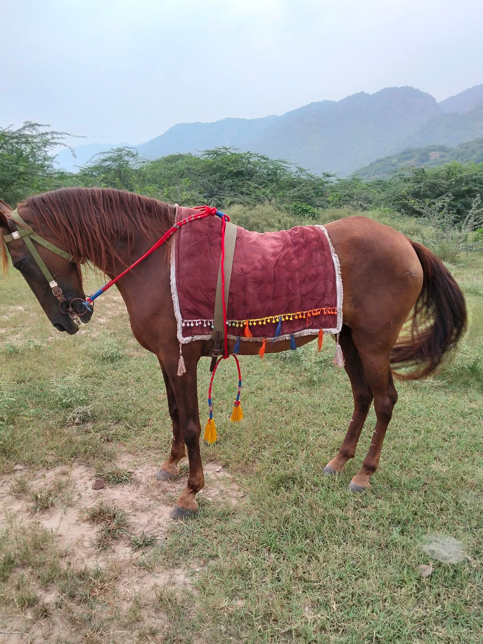 Horse for Sale in Pakistan