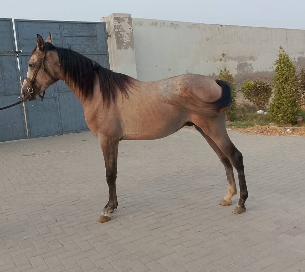 Horse for Sale in Pakistan