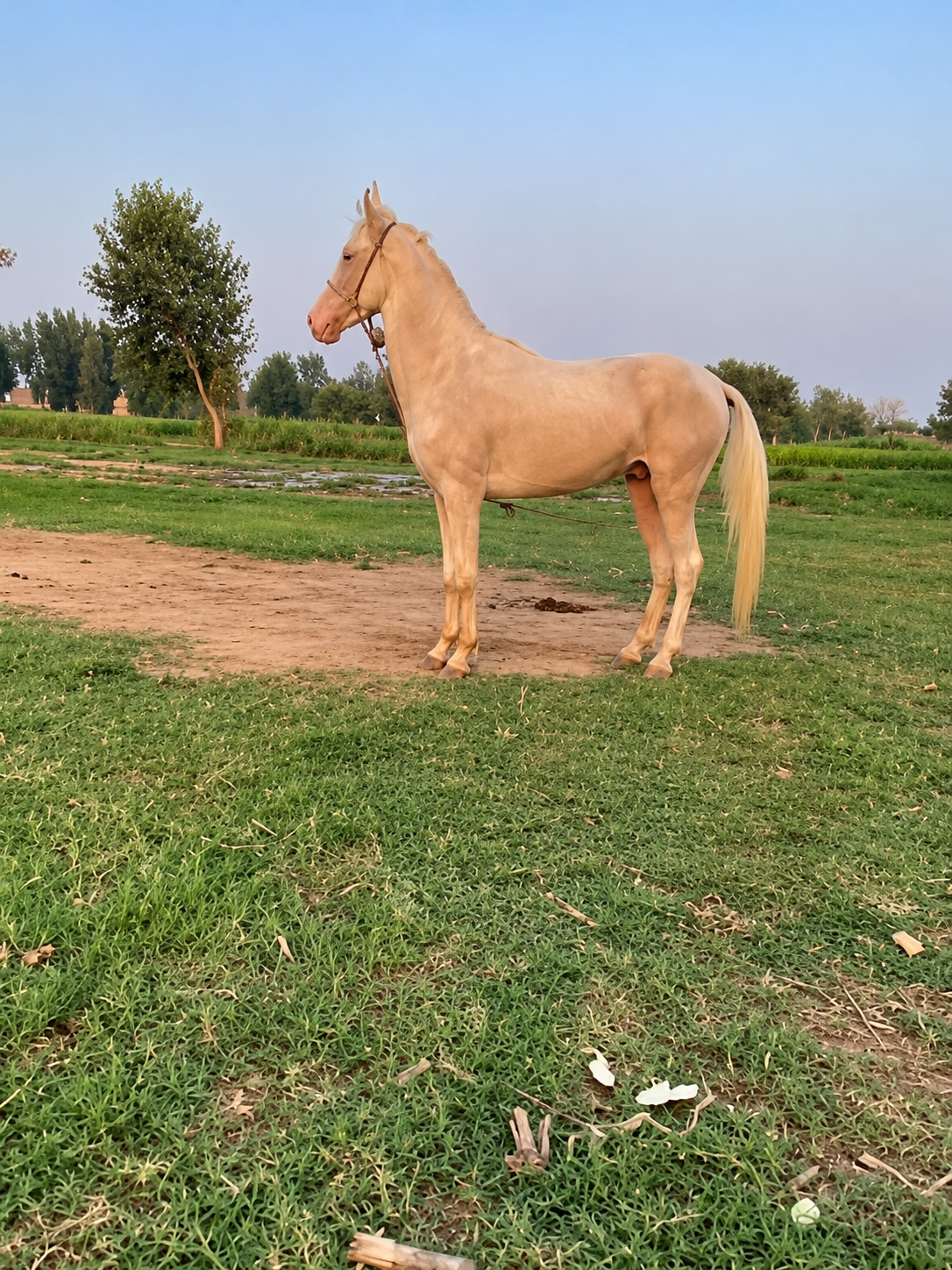Horse for sale in Pakistan