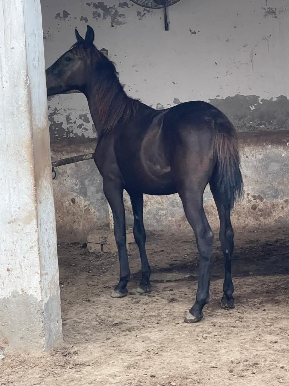 Horse for Sale in Pakistan