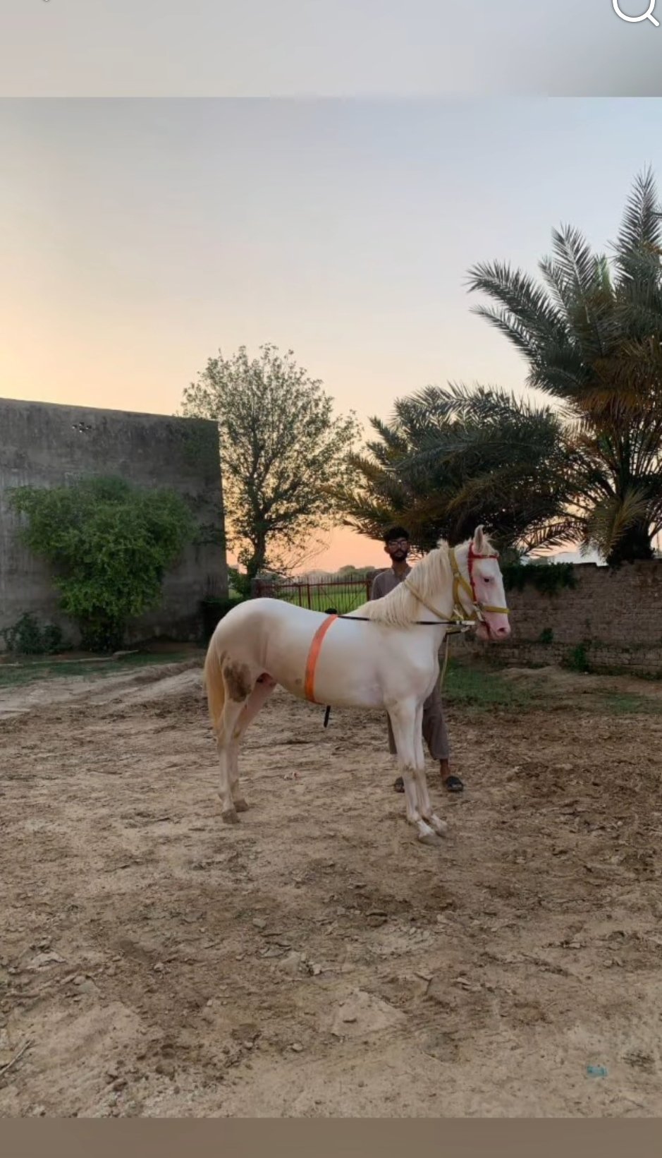 Horse for Sale in Pakistan