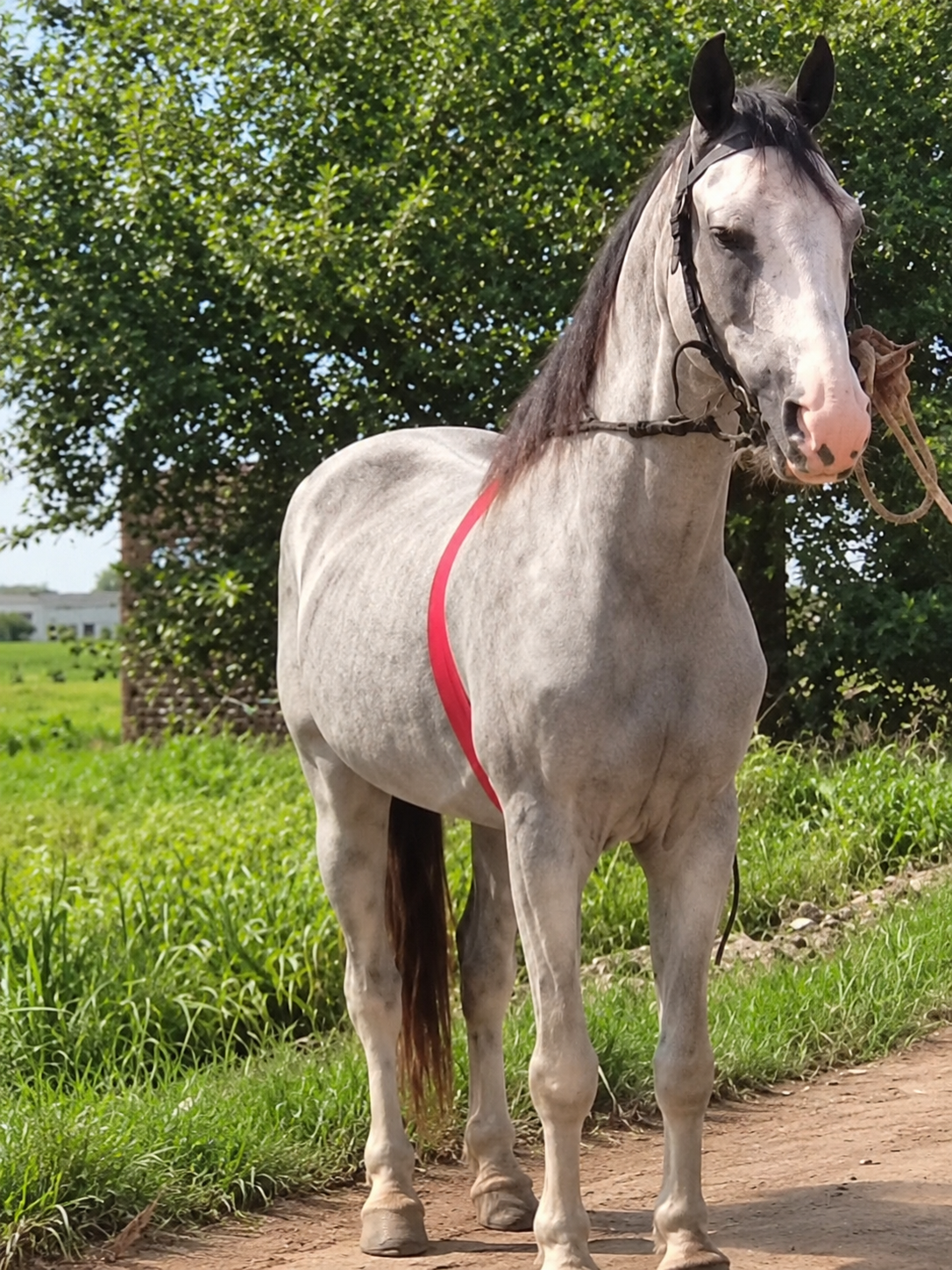 Horse for Sale in Pakistan