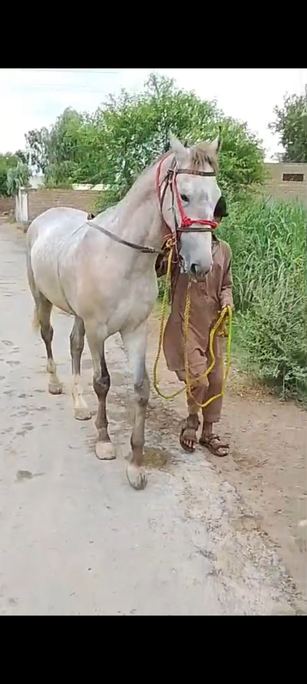 Horse for Sale in Pakistan