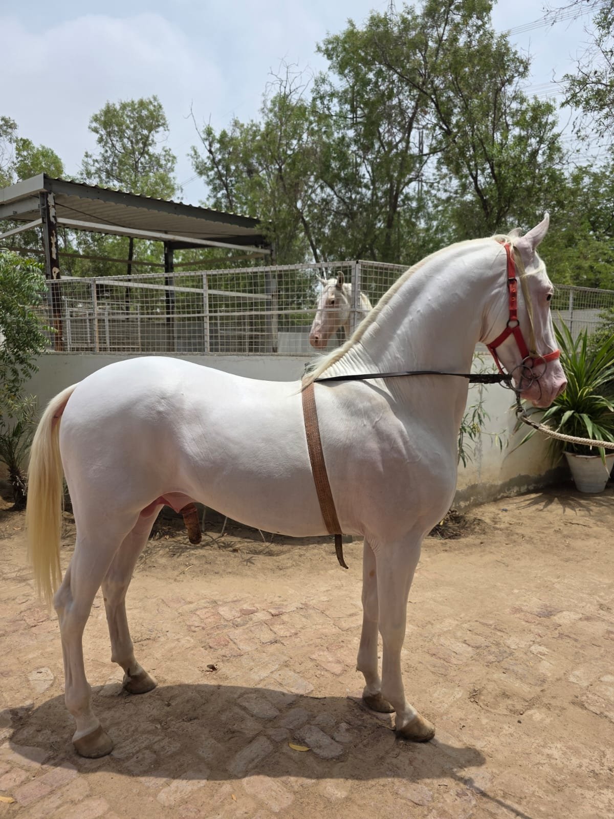 62+ Height Colt ( Nukra Wachdera )