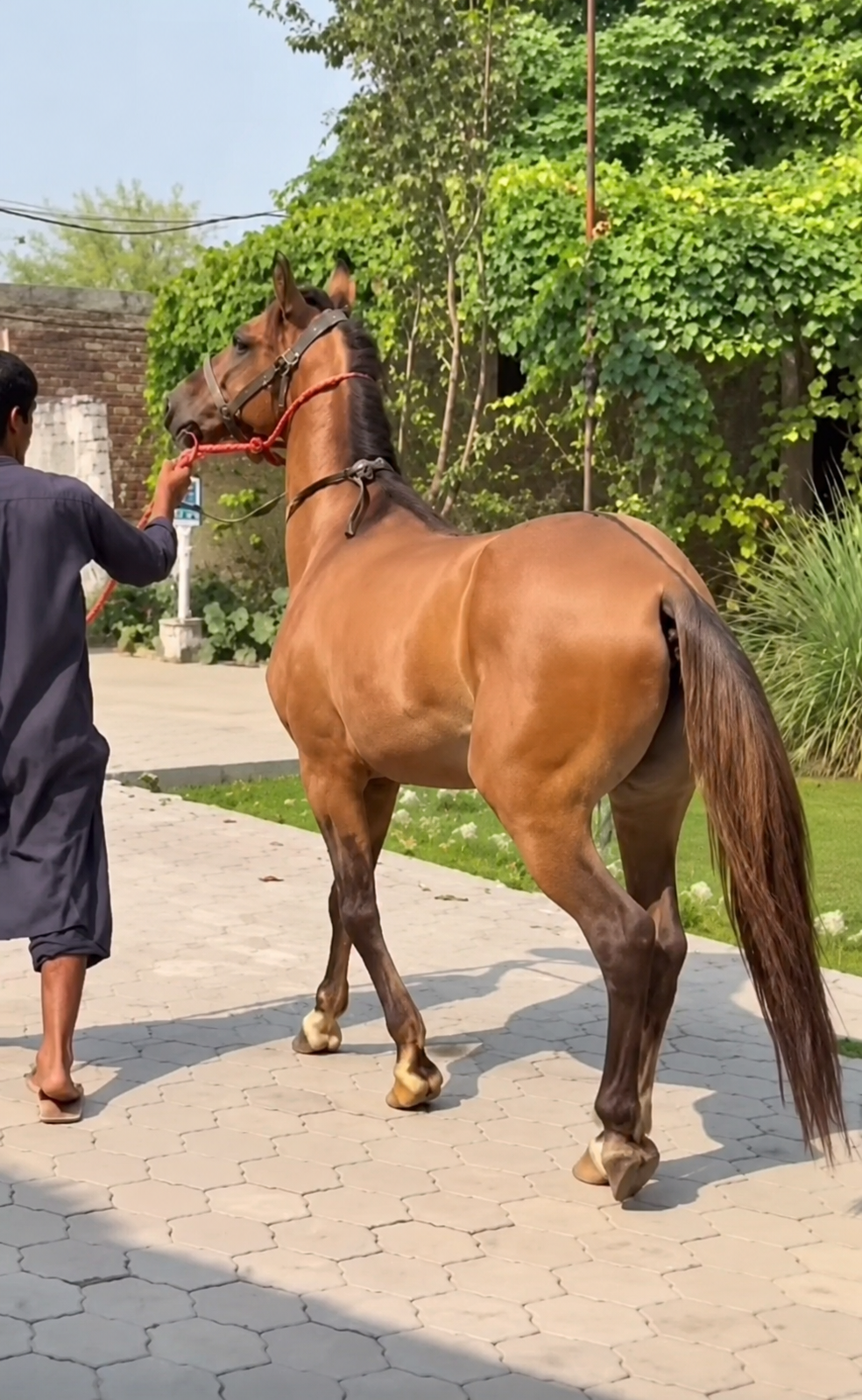 Horse for Sale in Pakistan