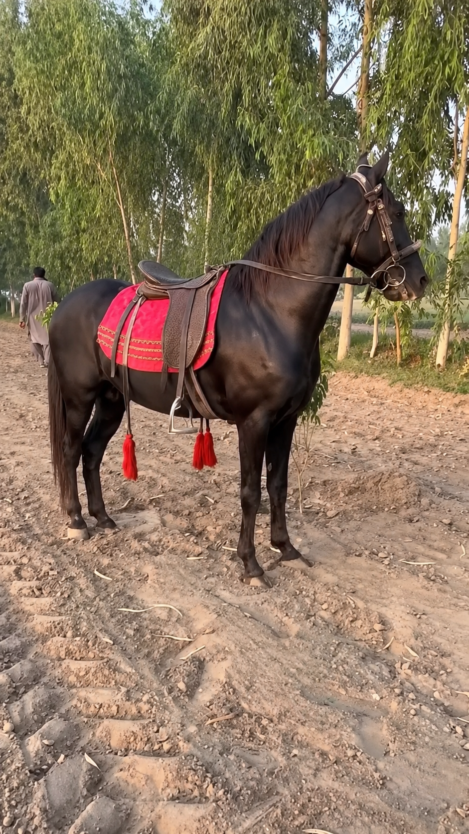 Horse for Sale in Pakistan