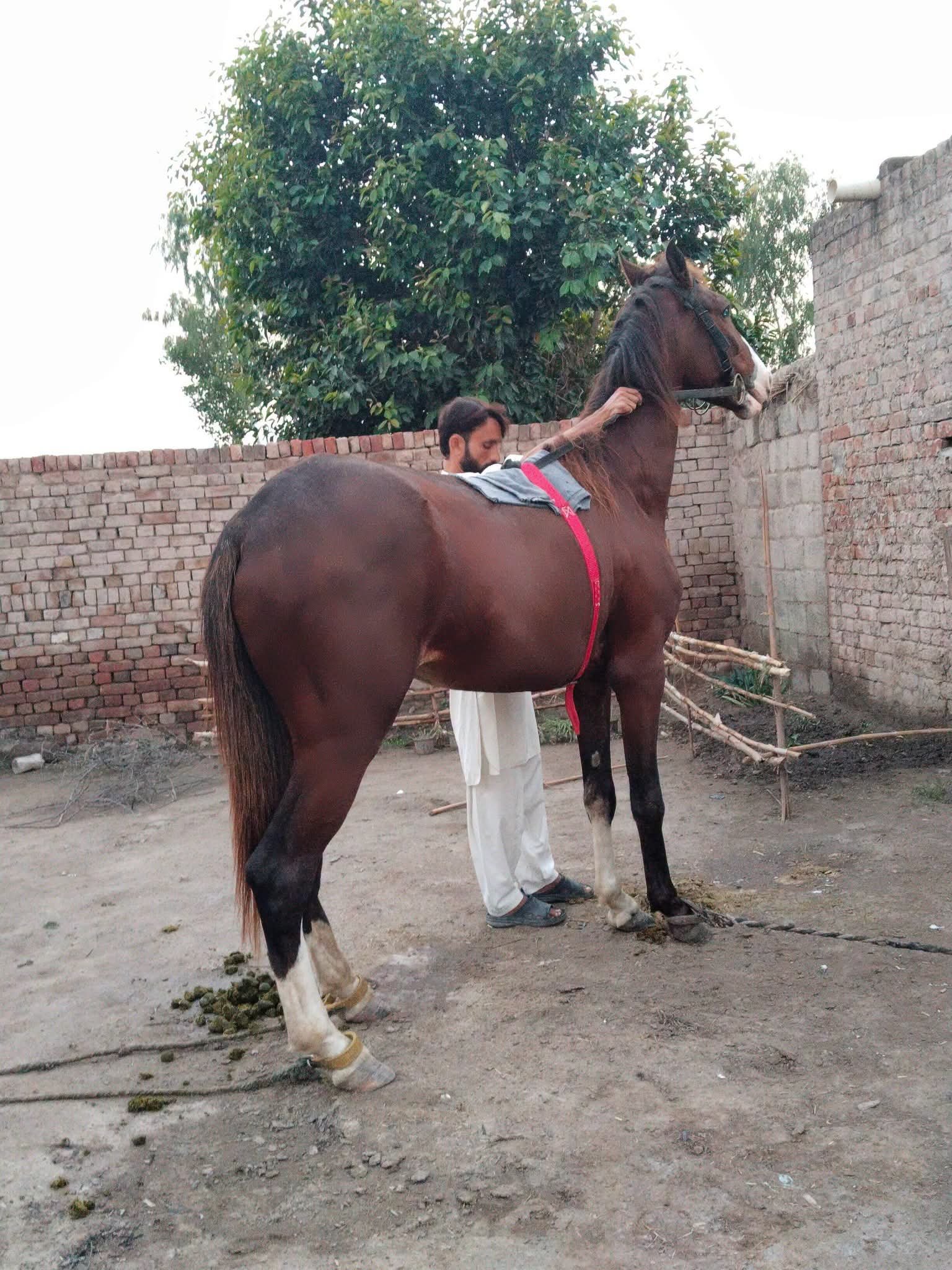 Horse for Sale in Pakistan