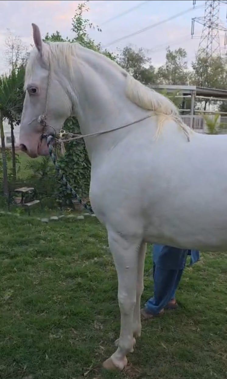 5 Star Beautiful Nukra Wachera