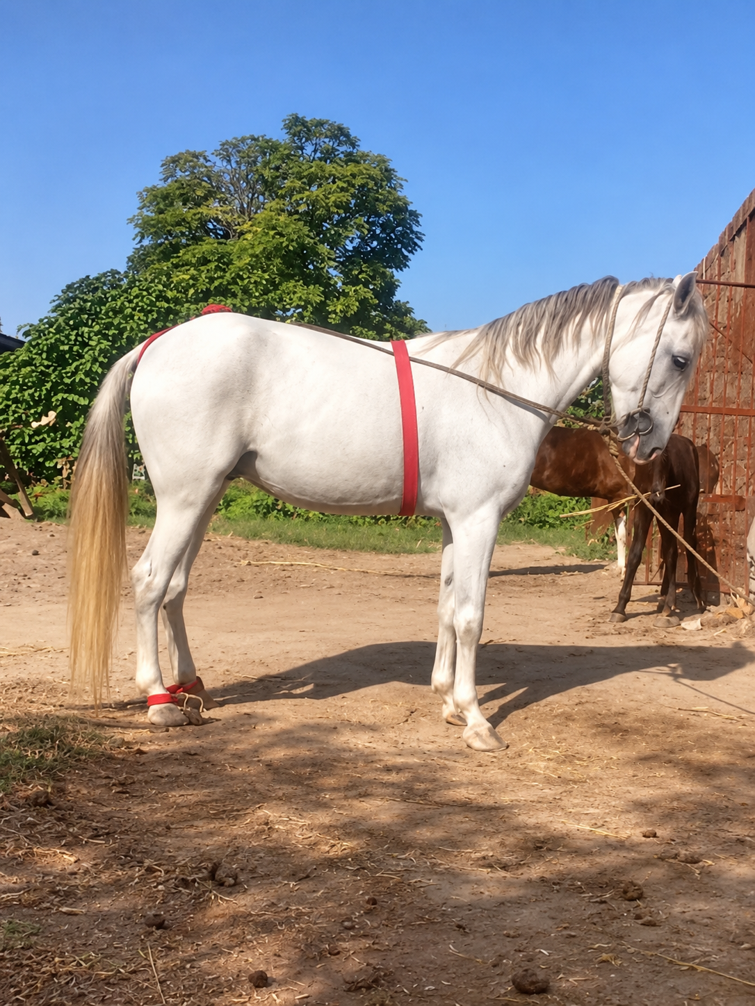 Horse for Sale in Pakistan