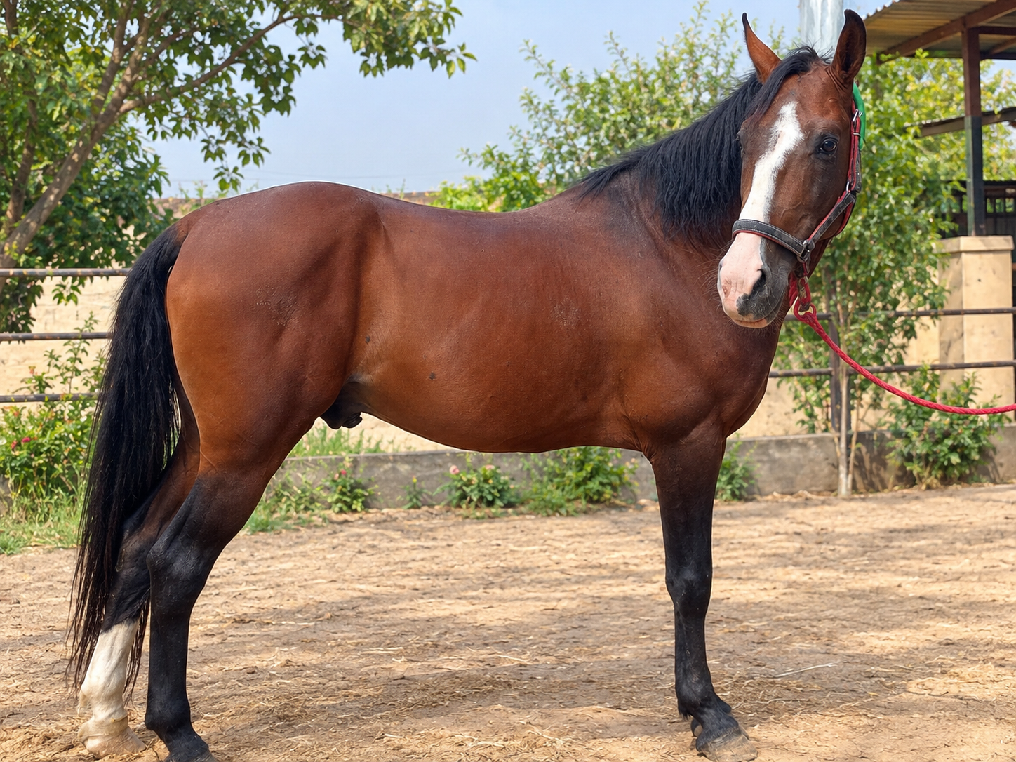 7-Year-Old Desi Dancing Horse for Sale | 58 Inches | Gujrat, Pakistan