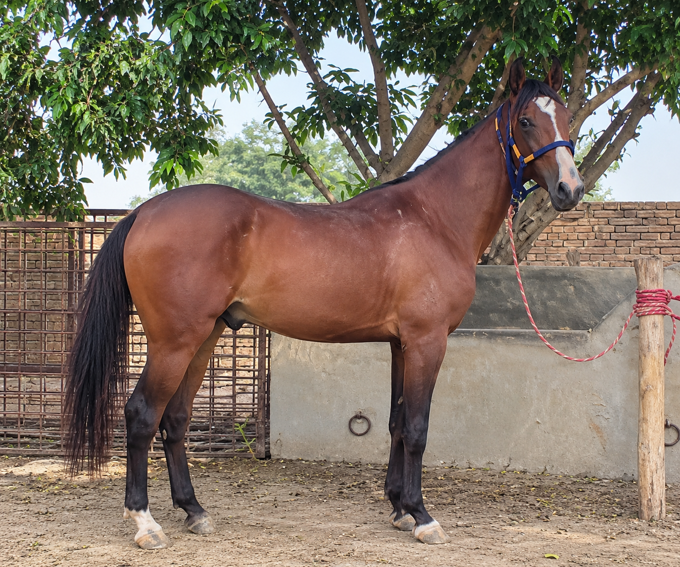 Horse for Sale in Pakistan