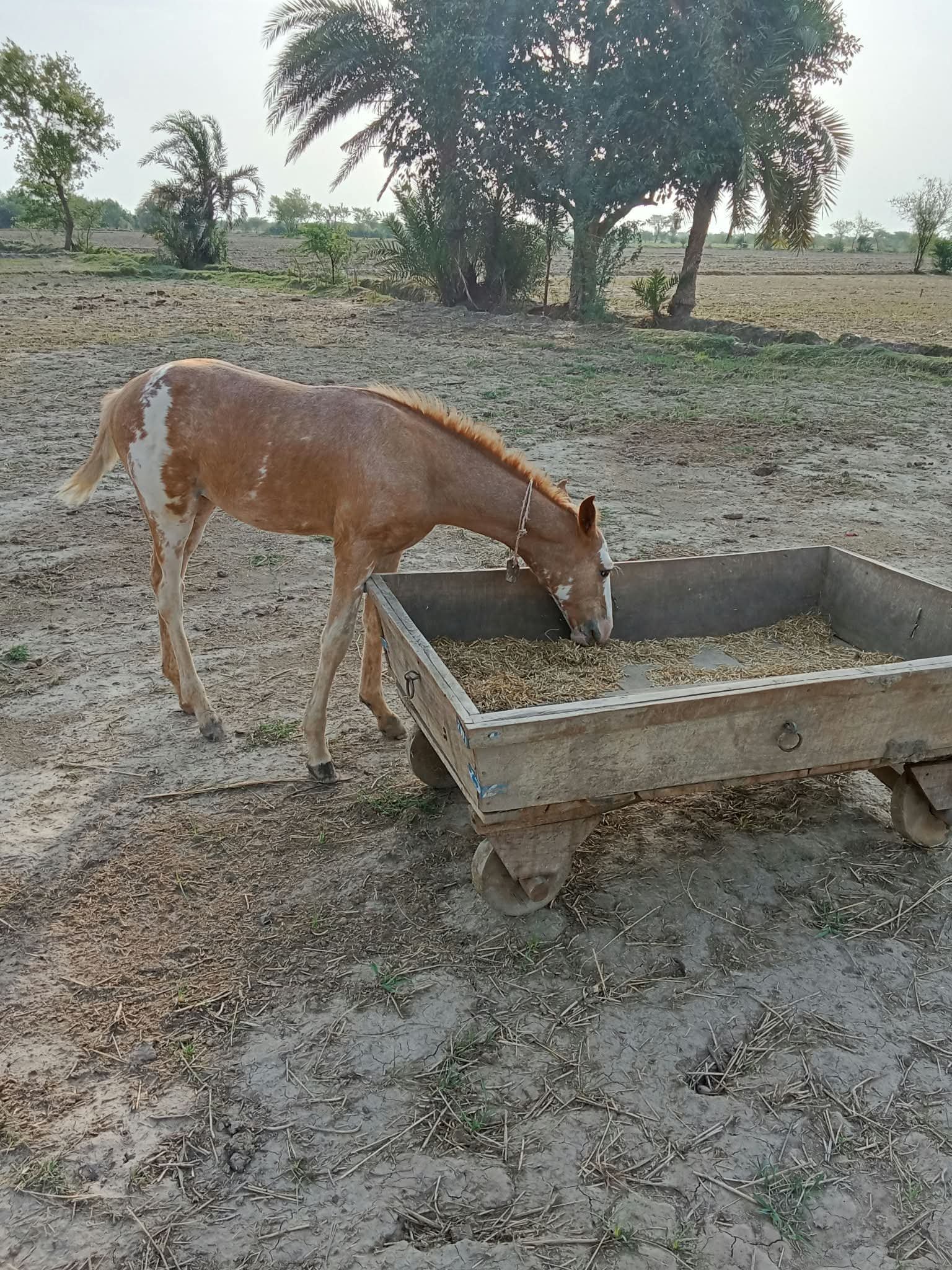 Horse for Sale in Pakistan