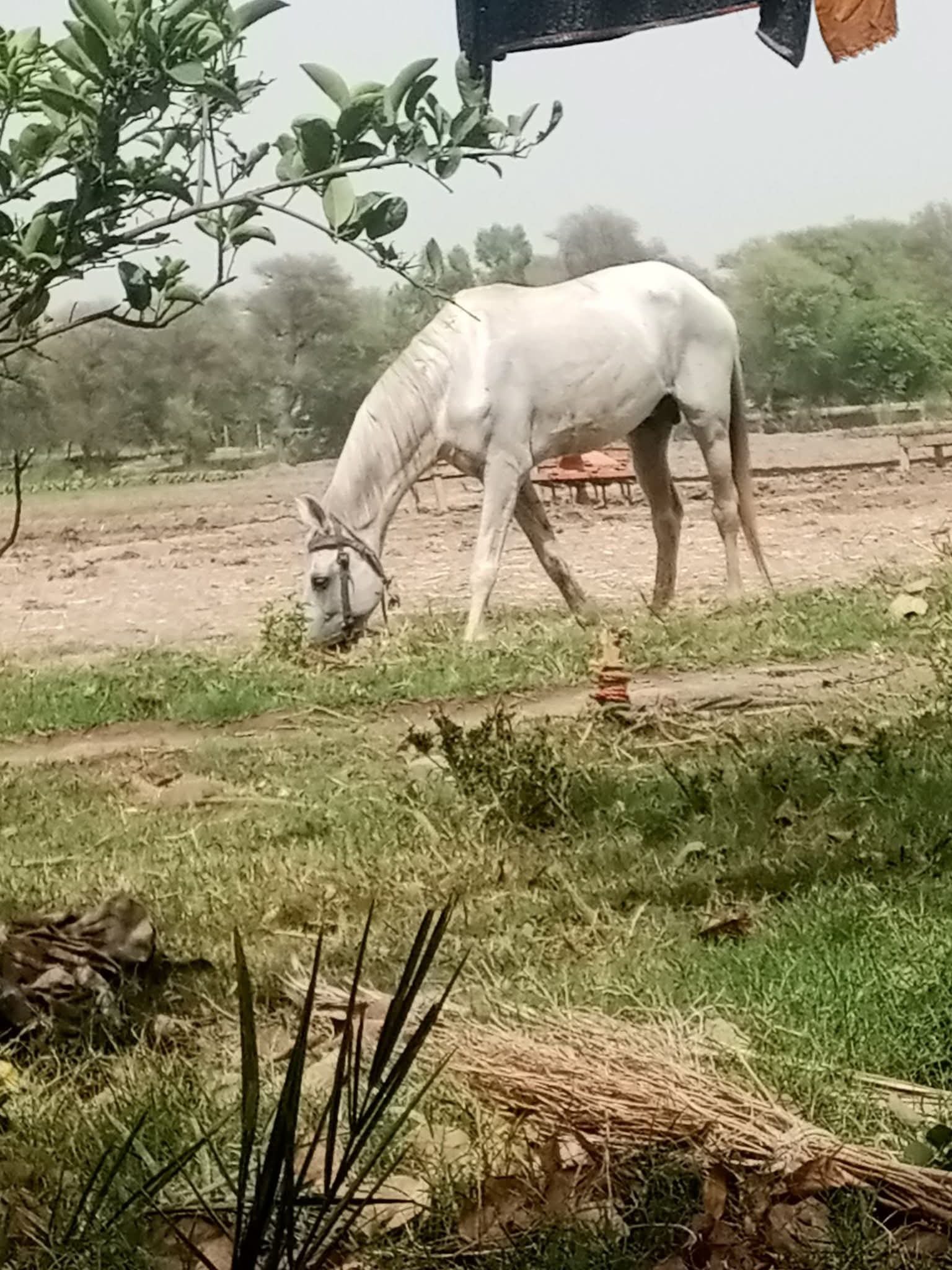 White Horse for Sale in Pakistan
