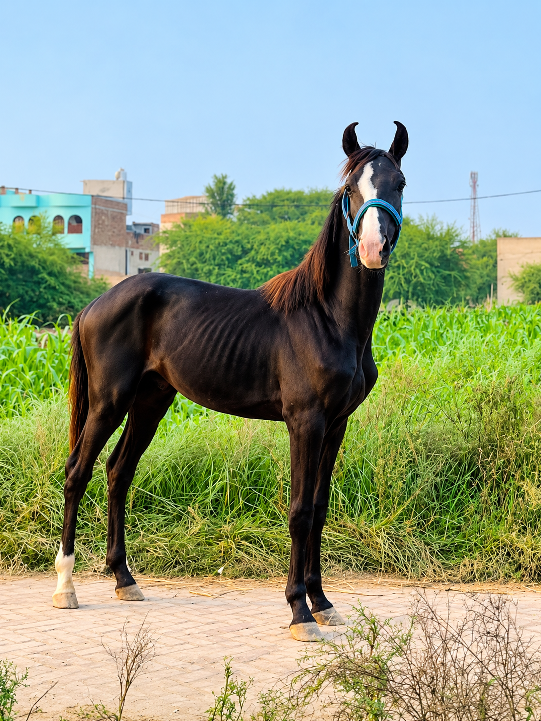 Mushki Wichera Horse for Sale in Pakistan