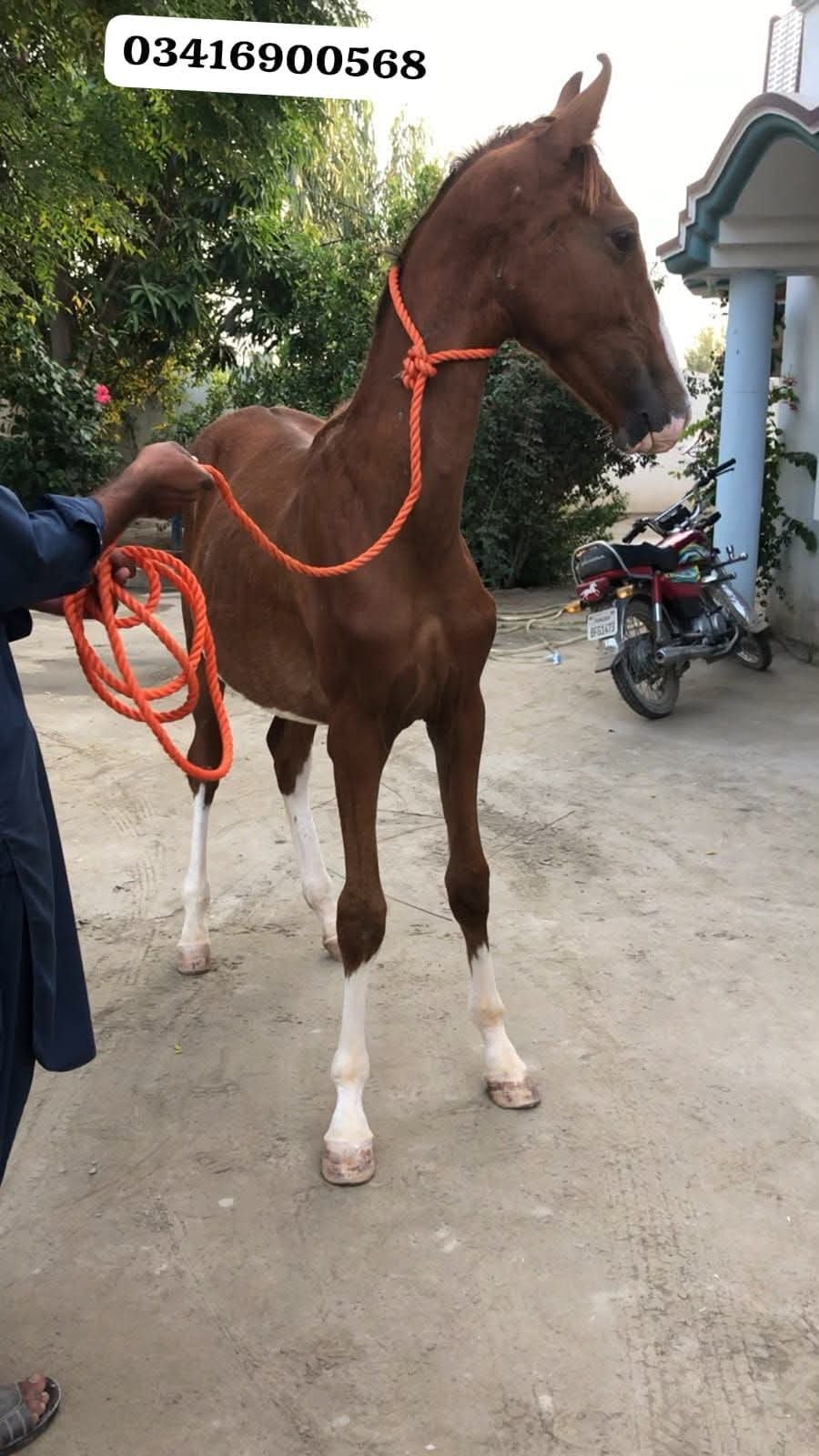 Horse for Sale in Pakistan