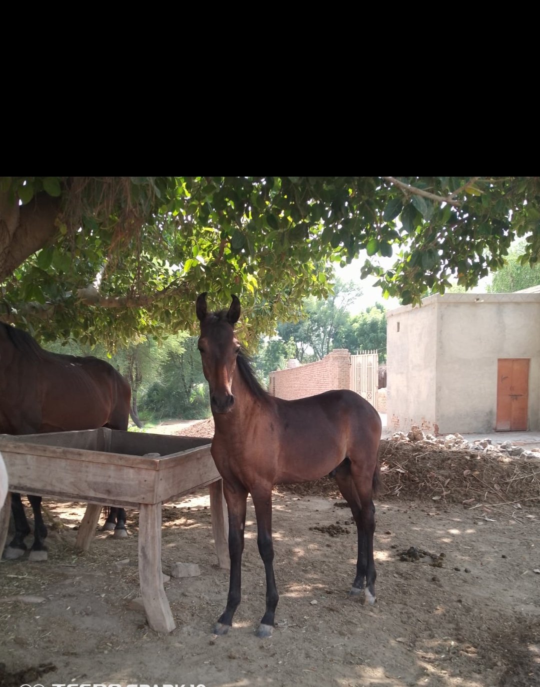 Horse for Sale in Pakistan