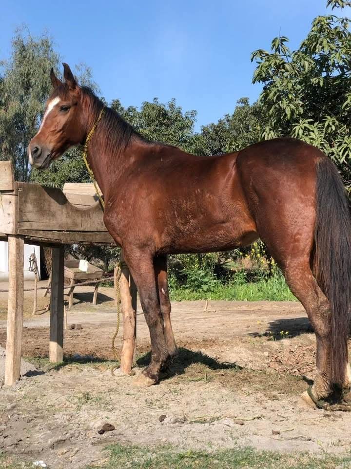 Horse for Sale in Pakistan