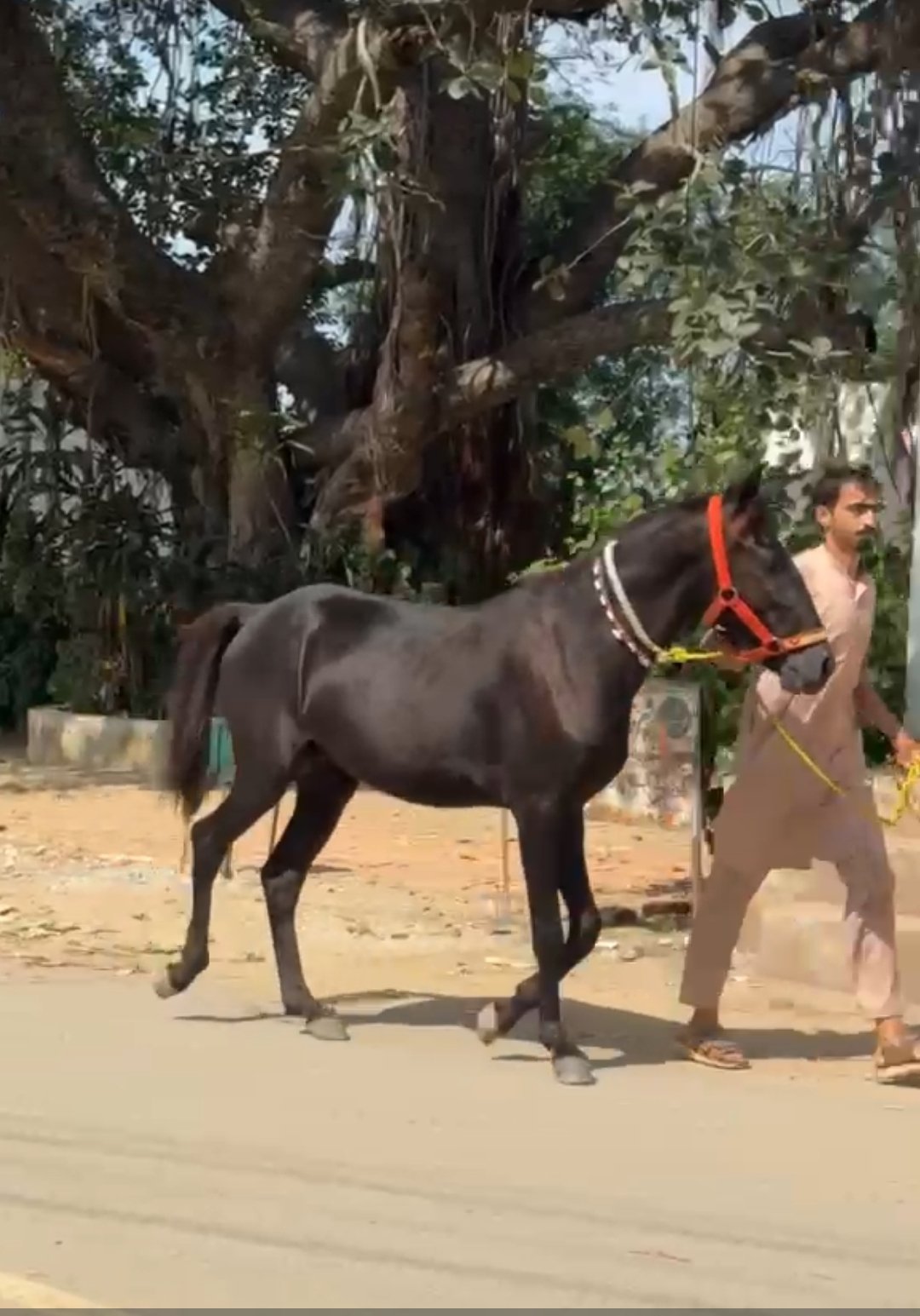 Horse for Sale in Pakistan